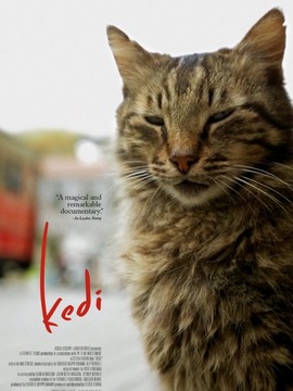 爱猫之城